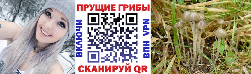 где можно купить   Энем  Псилоцибиновые грибы GOLDEN TEACHER 